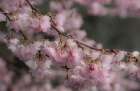 USA-Washington State-Fall City-Springtime cherry trees blooming along Snoqualmie River Art Print